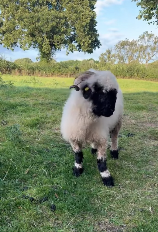 Burrows.Farm farm photo